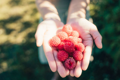 Cropped hands holding raspberries