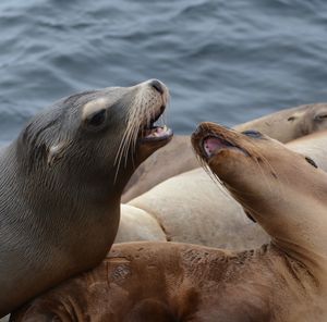 High angle view of two sea lions interacting