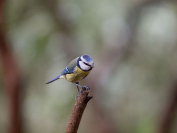 Close-up of bird perching on a plant