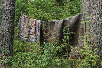 Close-up of clothes hanging on tree trunk in forest