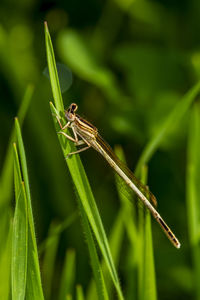 Close-up of insect on grass