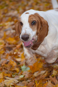 Close-up of dog