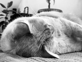 Close-up of cat sleeping on bed