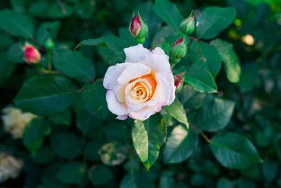 Close-up of rose blooming outdoors