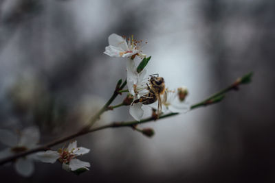 Close-up of white cherry blossoms in spring