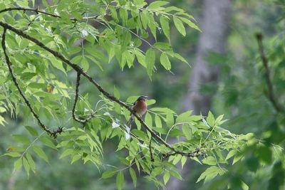 Bird perching on a tree