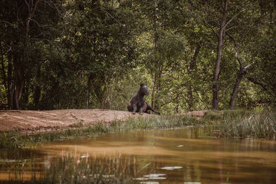 Monkey sitting on tree in forest