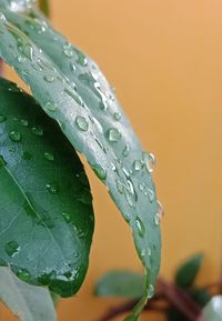 Close-up of wet plant leaves during rainy season