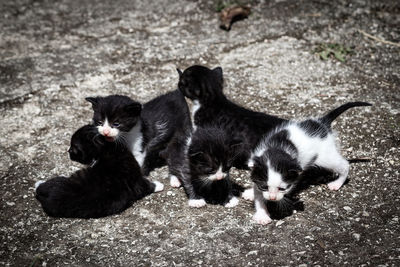High angle view of two cats