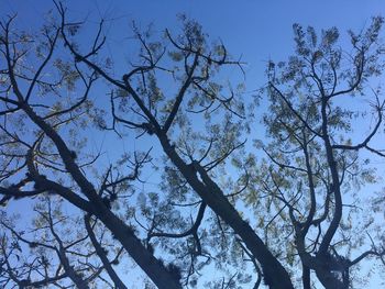 Low angle view of bare tree against clear blue sky