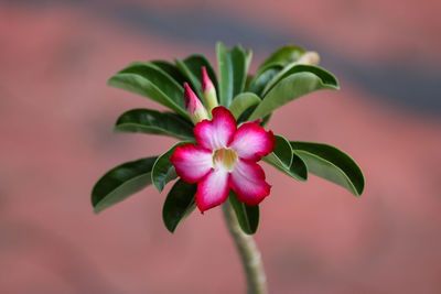 Flower close-up