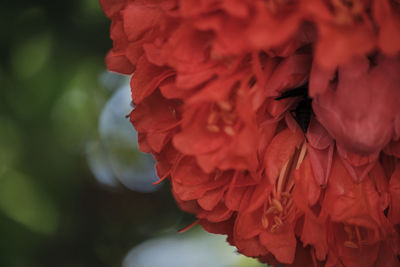 Close-up of red rose