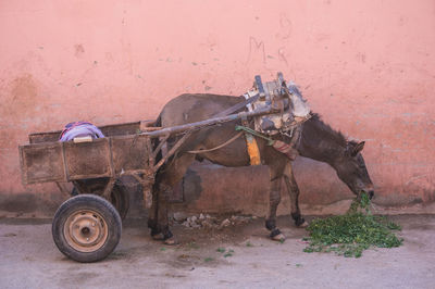 Horse cart on wall