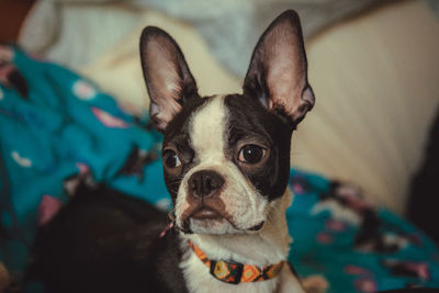 Close-up portrait of a dog at home