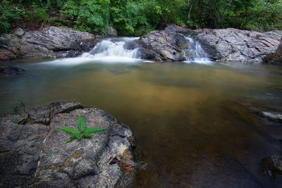 Scenic view of waterfall in forest