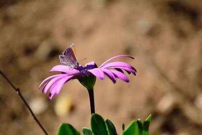 Close-up of purple flower blooming outdoors