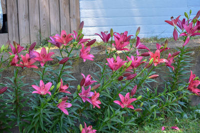 Close-up of pink flowering plants