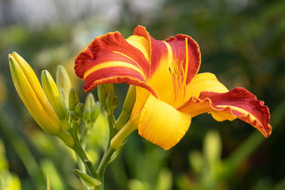 Day lily, hemerocallis, close up of the flower head