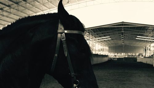 Close-up of horse against sky