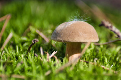 Close-up of mushroom growing on field