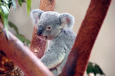 Close-up of lizard on tree