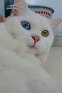 Close-up portrait of a cat