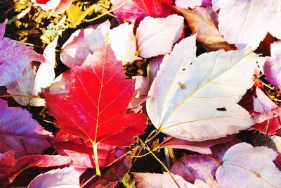 Full frame shot of leaves