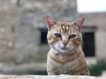 Portrait of cat sitting outdoors