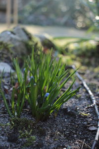 Close-up of plant growing on field