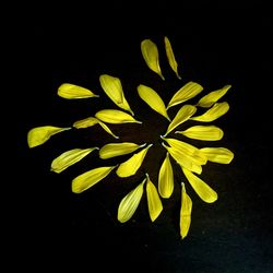 Close-up of yellow flowers over black background