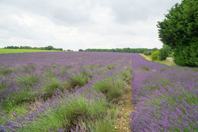 Scenic view of flowering plants on field against sky