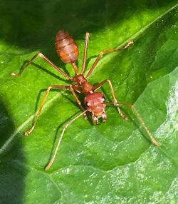 Close-up of insect on leaf