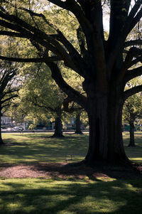 Trees in park