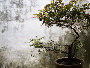 Potted plant by tree against water