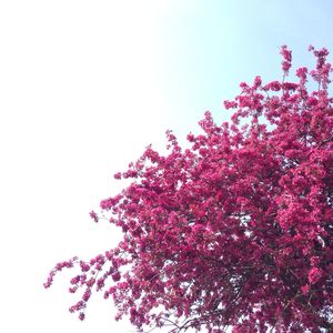 Low angle view of pink flowers