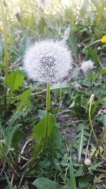 Close-up of dandelion on field