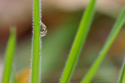 Close-up of insect on plant