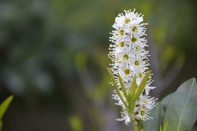 Close-up of water drops on flower