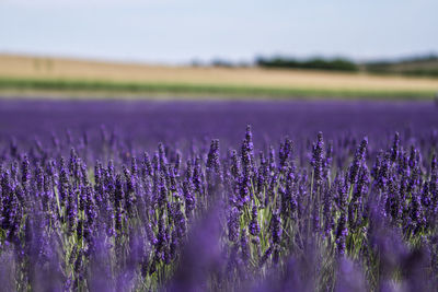 Selective focus of lavender field