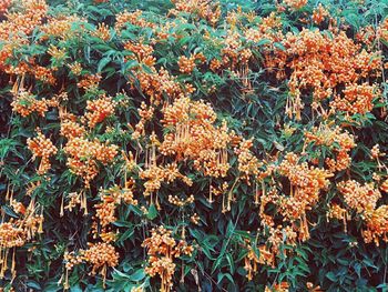 Full frame of trees in park