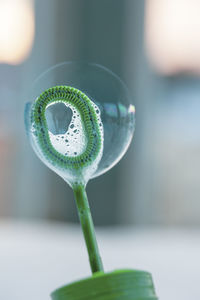 Frosted soap bubble in winter snow