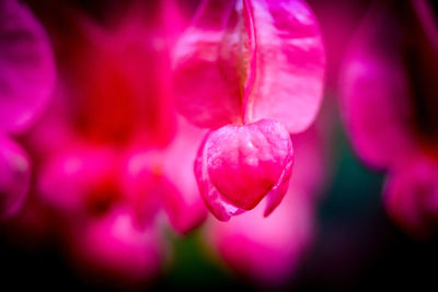 Extreme close up of pink flower