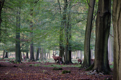 Horse in a forest