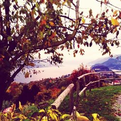 Trees in autumn