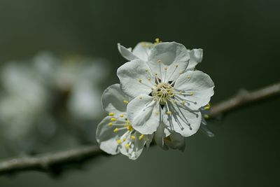 Close-up of white flowers