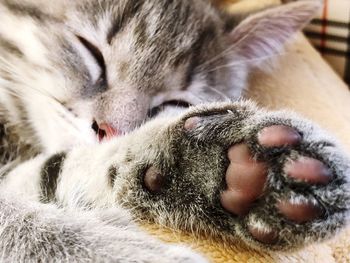 Close-up of cat sleeping