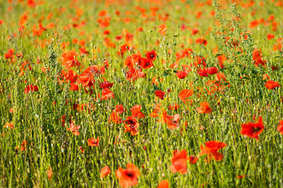 Red poppy flowers growing on field