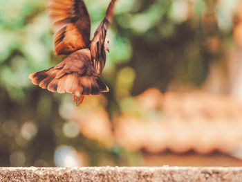 Close-up of bird flying