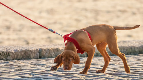 Dog standing on land