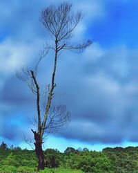 Bare tree against sky